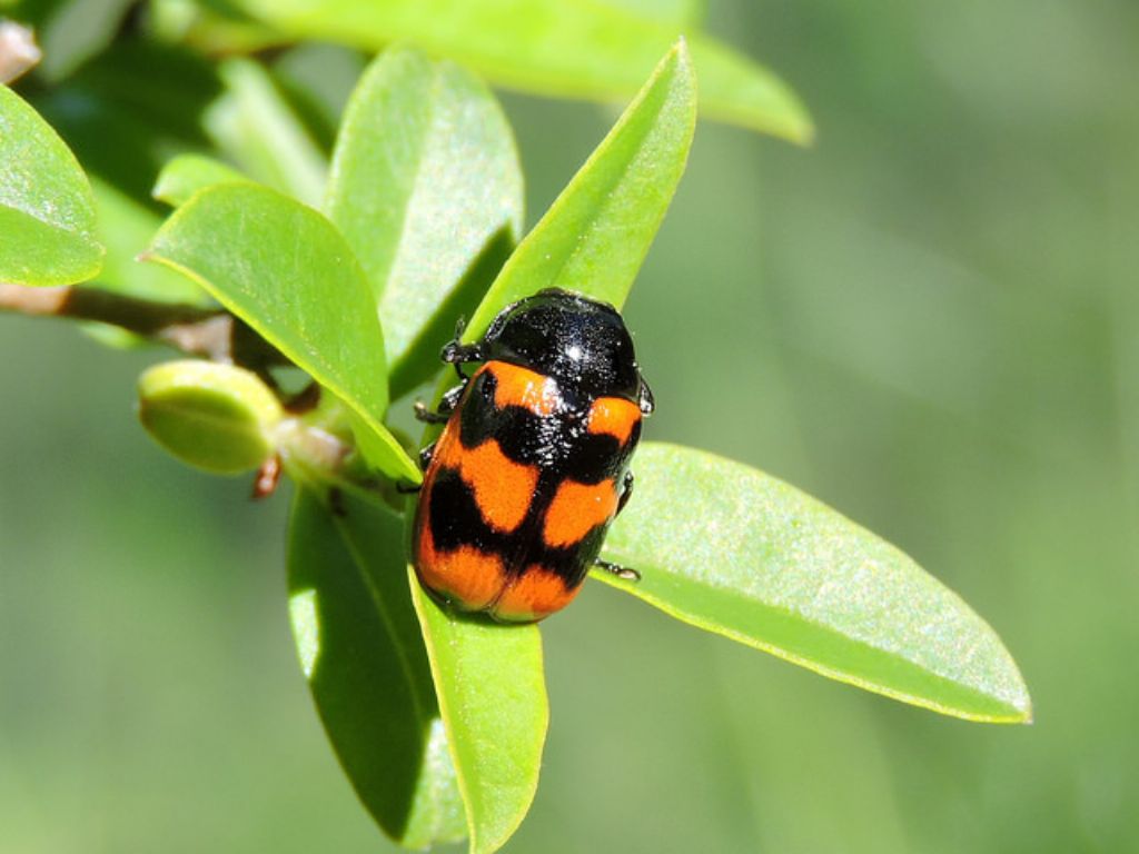 Cryptocephalus loreyi, forma melanica, Chrysomelidae